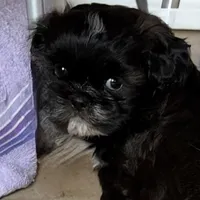 AKC ONYX Male #4, a male Shih Tzu for sale in Tampa, FL – Photo 2 of 8