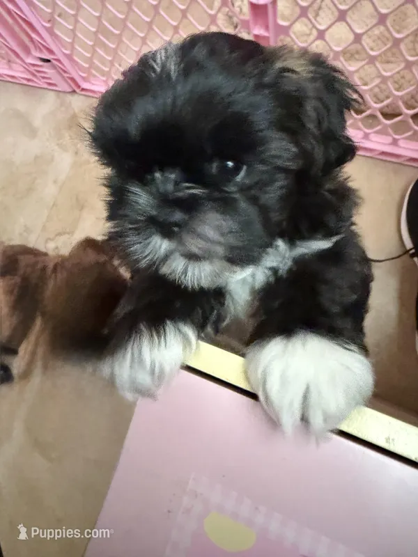 AKC ONYX Male #4 – Shih Tzu puppy for sale in Tampa, FL
