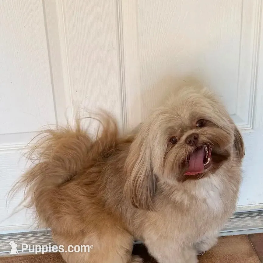 AKC ONYX Male #4, a male Shih Tzu for sale in Tampa, FL – Photo 7 of 8