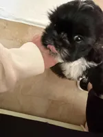 AKC ONYX Male #4, a male Shih Tzu for sale in Tampa, FL – Photo 2 of 9