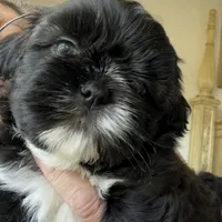 AKC ONYX Male #4, a male Shih Tzu for sale in Tampa, FL – Photo 4 of 8