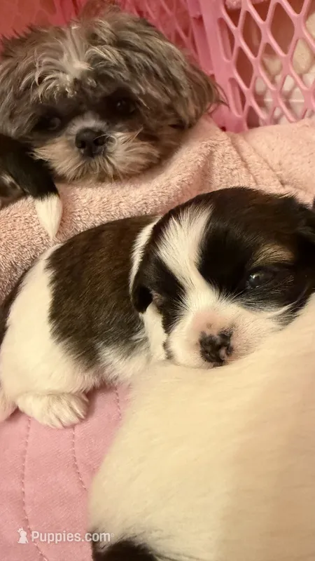 Puppy #2 Female – Shih Tzu puppy for sale in Tampa, FL