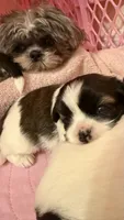 Puppy #2 Female, a male Shih Tzu for sale in Tampa, FL – 2 of 7