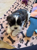Robbie, a male Shih Tzu for sale in Tampa, FL – 5 of 8