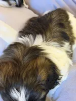 Robbie, a male Shih Tzu for sale in Tampa, FL – 7 of 8