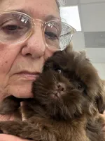 Hershey, a male Shih Tzu for sale in Tampa, FL – Photo 5 of 5