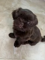 Hershey, a male Shih Tzu for sale in Tampa, FL – Photo 4 of 5