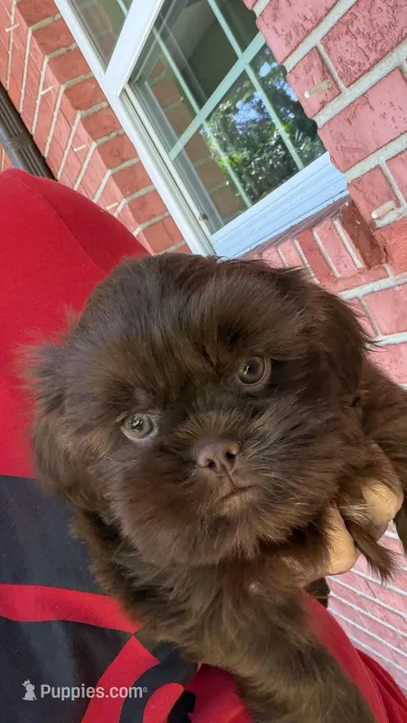 Hershey – Shih Tzu puppy for sale in Tampa, FL