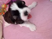Abby Cadabby , a female Shih Tzu for sale in Tampa, FL – 7 of 10