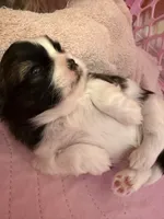 Puppy #2 Female, a male Shih Tzu for sale in Tampa, FL – 3 of 7