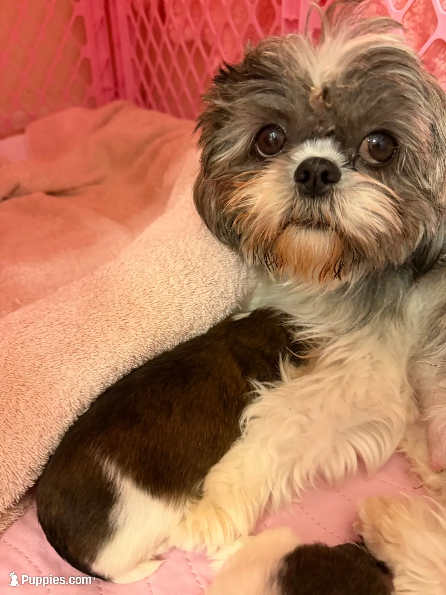 Abby Cadabby , a female Shih Tzu for sale in Tampa, FL – 9 of 10
