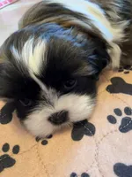 Robbie, a male Shih Tzu for sale in Tampa, FL – 3 of 8
