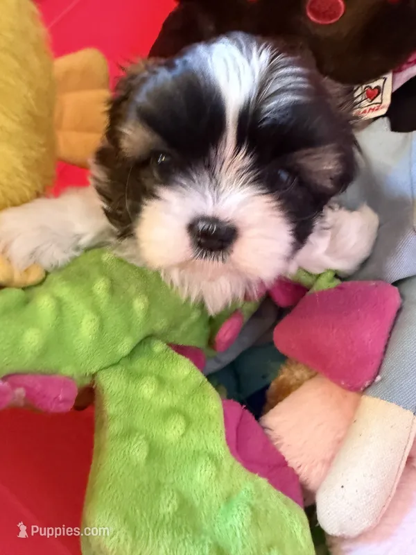 Robbie – Shih Tzu puppy for sale in Tampa, FL