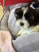 Robbie, a male Shih Tzu for sale in Tampa, FL – 4 of 8