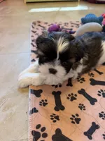 Robbie, a male Shih Tzu for sale in Tampa, FL – 6 of 8