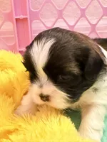Puppy # 4, a male Shih Tzu for sale in Tampa, FL – 1 of 4