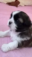 Abby Cadabby , a female Shih Tzu for sale in Tampa, FL – 6 of 10