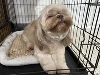 AKC Ruby #1, a female Shih Tzu for sale in Tampa, FL – Photo 8 of 8