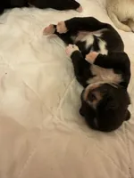 AKC Ruby #1, a female Shih Tzu for sale in Tampa, FL – Photo 4 of 8