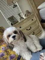 AKC Ruby #1, a female Shih Tzu for sale in Tampa, FL – Photo 7 of 8