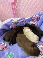 AKC Ruby #1, a female Shih Tzu for sale in Tampa, FL – Photo 6 of 8