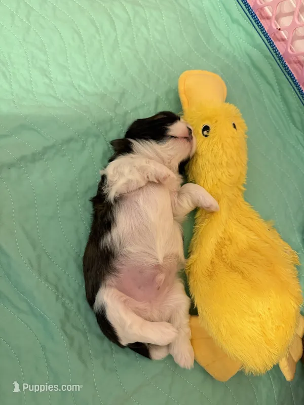 Puppy # 4 – Shih Tzu puppy for sale in Tampa, FL