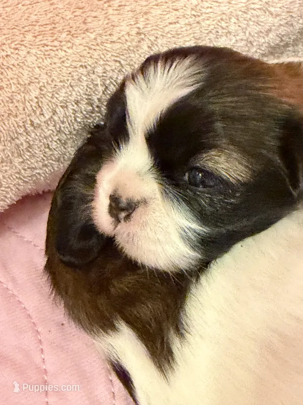 Puppy #2 Female, a male Shih Tzu for sale in Tampa, FL – 1 of 7