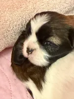 Puppy #2 Female, a male Shih Tzu for sale in Tampa, FL – 1 of 7