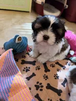 Robbie, a male Shih Tzu for sale in Tampa, FL – 8 of 8