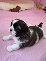 Abby Cadabby , a female Shih Tzu for sale in Tampa, FL – 2 of 10
