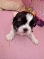 Abby Cadabby , a female Shih Tzu for sale in Tampa, FL – 8 of 10