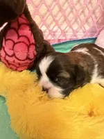 Puppy #2 Female, a male Shih Tzu for sale in Tampa, FL – 6 of 7