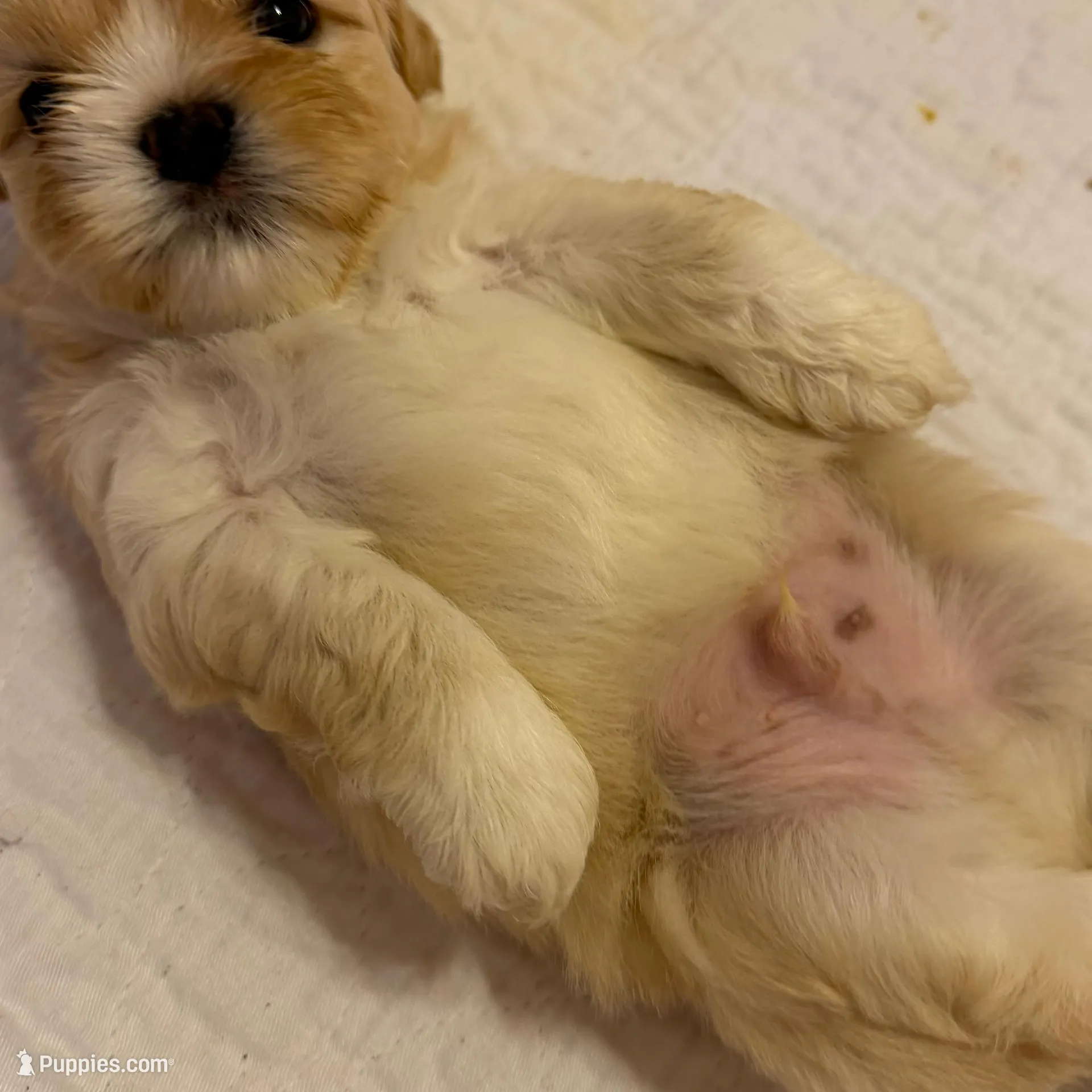 AKC Jasper Male #2, a male Shih Tzu for sale in Tampa, FL – Photo 7 of 10