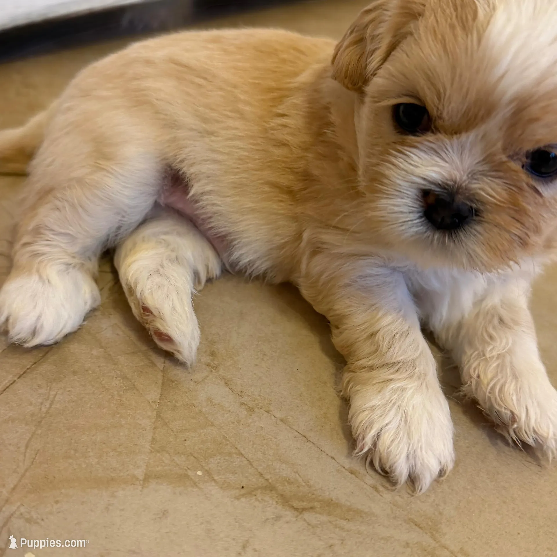 AKC Jasper Male #2, a male Shih Tzu for sale in Tampa, FL – Photo 2 of 10