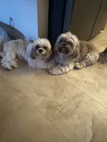 AKC Jasper Male #2, a male Shih Tzu for sale in Tampa, FL – Photo 8 of 10