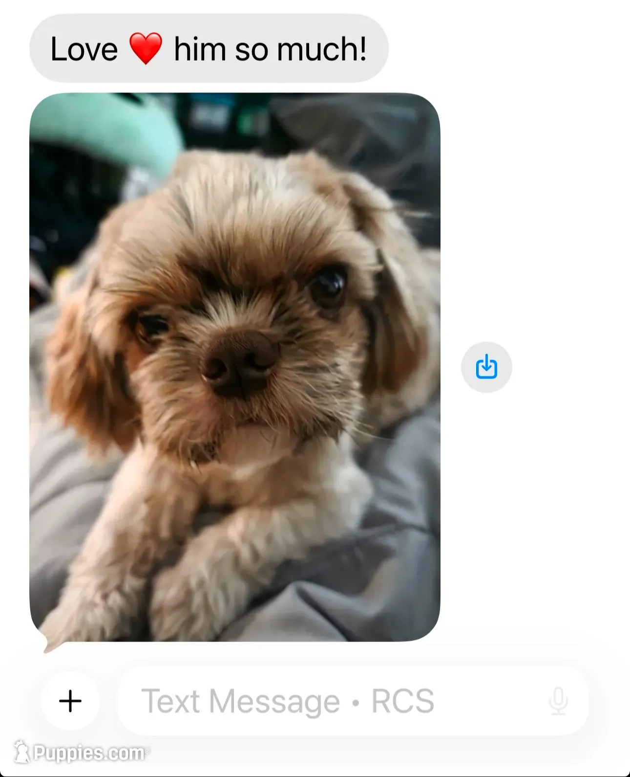 Abby Cadabby , a female Shih Tzu for sale in Tampa, FL – 10 of 10