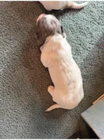 Clover , a female Miniature Dachshund for sale in Guilford, MO – Photo 3 of 4