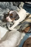 Clover , a female Miniature Dachshund for sale in Guilford, MO – Photo 1 of 4