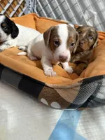 Percy , a male Miniature Dachshund for sale in Guilford, MO – Photo 4 of 5