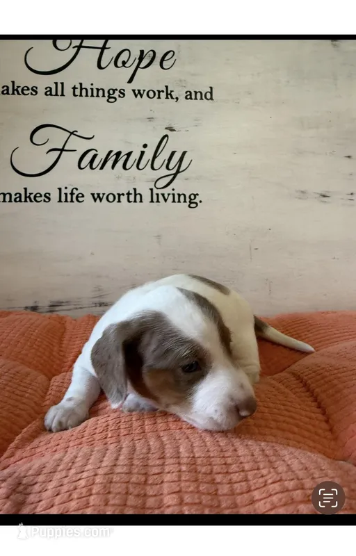 Percy , a male Miniature Dachshund for sale in Guilford, MO – Photo 1 of 5