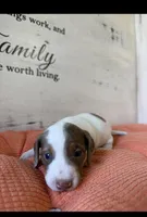 Percy , a male Miniature Dachshund for sale in Guilford, MO – Photo 2 of 5