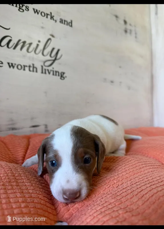 Huck  – Miniature Dachshund puppy for sale in Guilford, MO