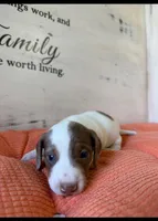 Huck , a male Miniature Dachshund for sale in Guilford, MO – Photo 1 of 3