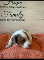 Huck , a male Miniature Dachshund for sale in Guilford, MO – Photo 2 of 3