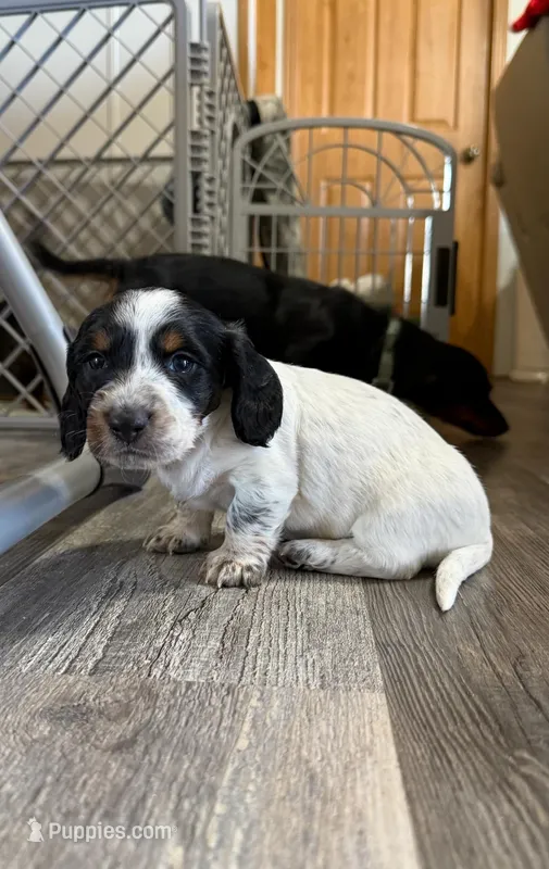 Paddy – Miniature Dachshund puppy for sale in Guilford, MO
