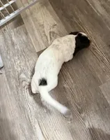 Paddy, a male Miniature Dachshund for sale in Guilford, MO – Photo 3 of 3