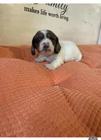 Poppy , a female Miniature Dachshund for sale in Guilford, MO – Photo 3 of 4