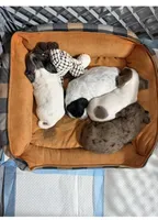 Poppy , a female Miniature Dachshund for sale in Guilford, MO – Photo 4 of 4