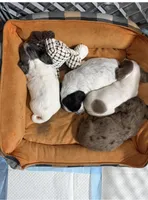 Paddy, a male Miniature Dachshund for sale in Guilford, MO – Photo 3 of 4