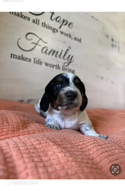 Paddy – Miniature Dachshund puppy for sale in Guilford, MO